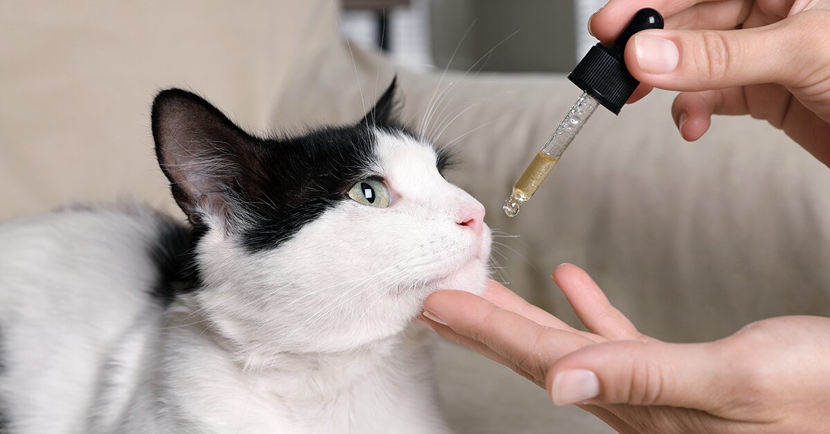 A New Look at Studies Involving the Use of CBD for Pets